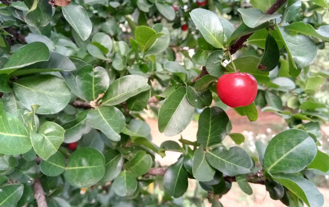 Lenovo K9 primary camera sample taken in afternoon. Lenovo K9, review, launch,India, price