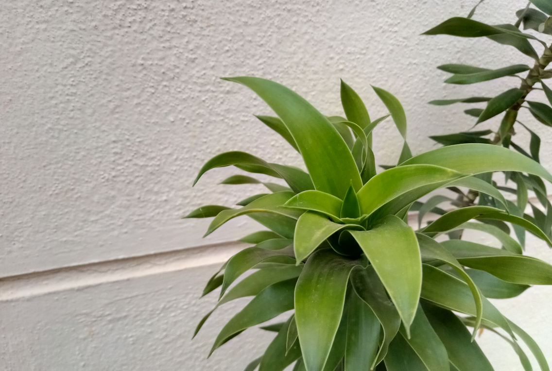 Lenovo K9 primary camera sample taken in afternoon. Lenovo K9, review, launch,India, price