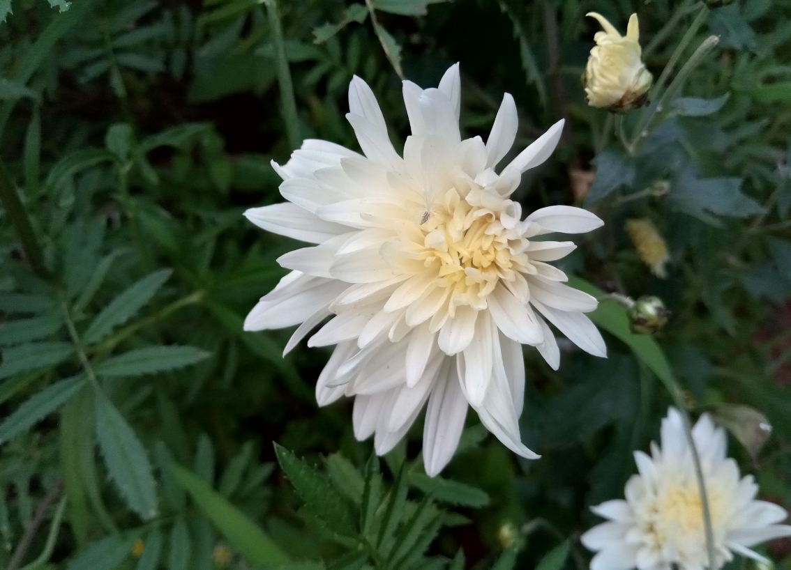 Lenovo K9 primary camera sample taken in morning. Lenovo K9, review, launch,India, price