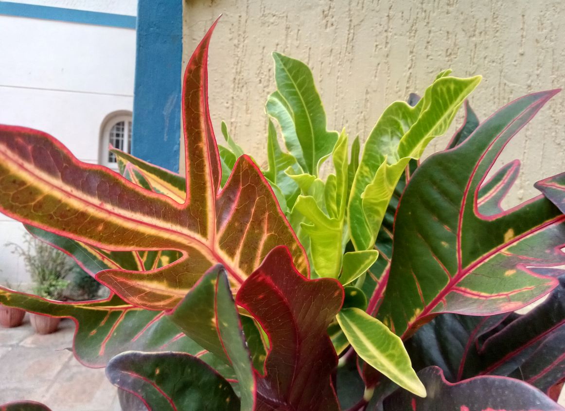 Lenovo K9 primary camera sample taken in the evening. Lenovo K9, review, launch,India, price