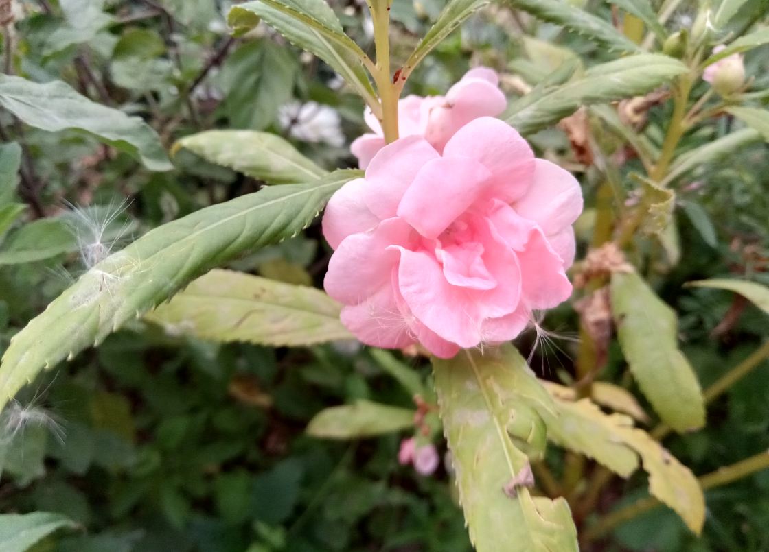 Lenovo K9 primary camera sample taken in the evening. Lenovo K9, review, launch,India, price