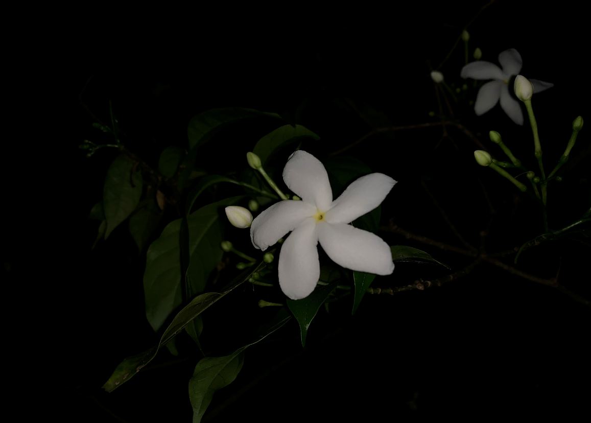 Apple, iPhone XS Max, review,India, launch