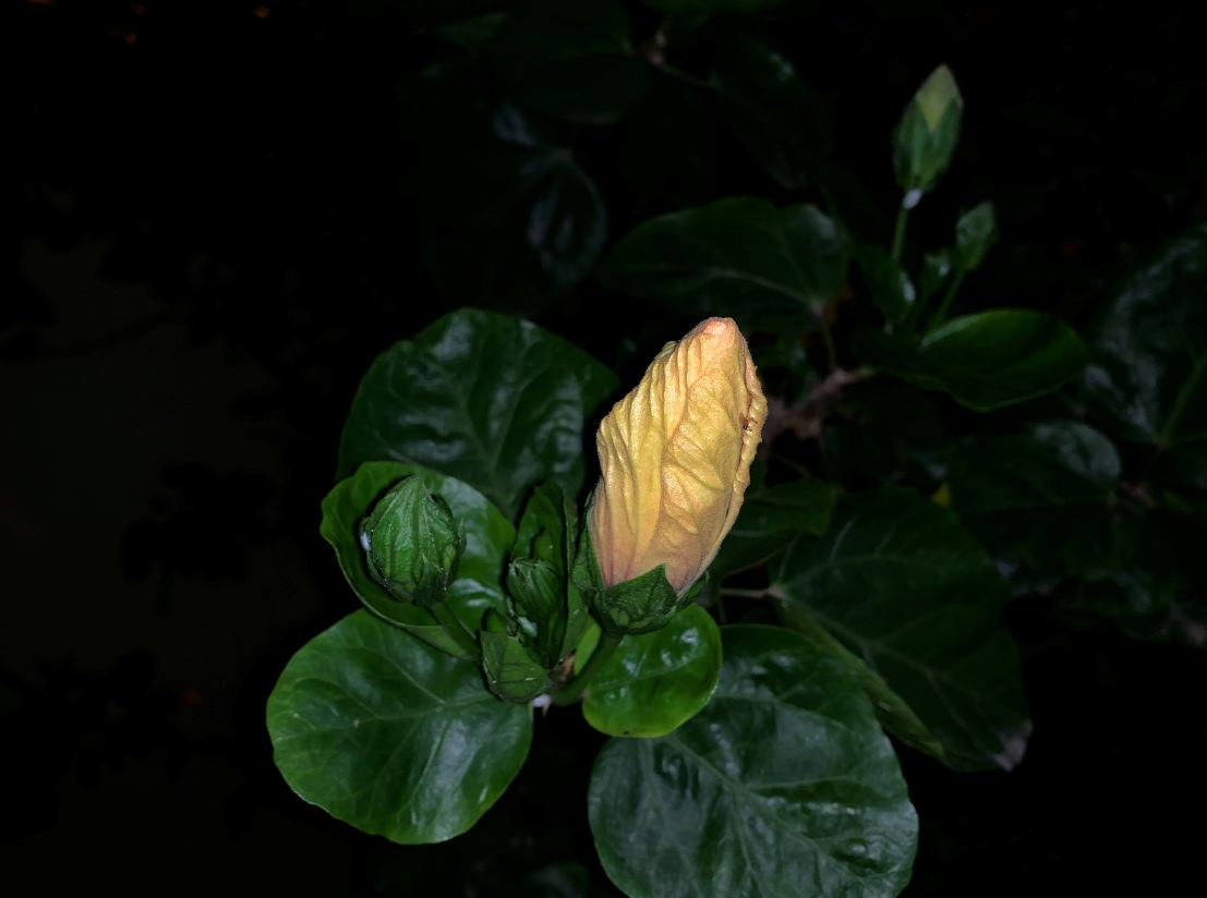 Apple, iPhone XS Max, review,India, launch