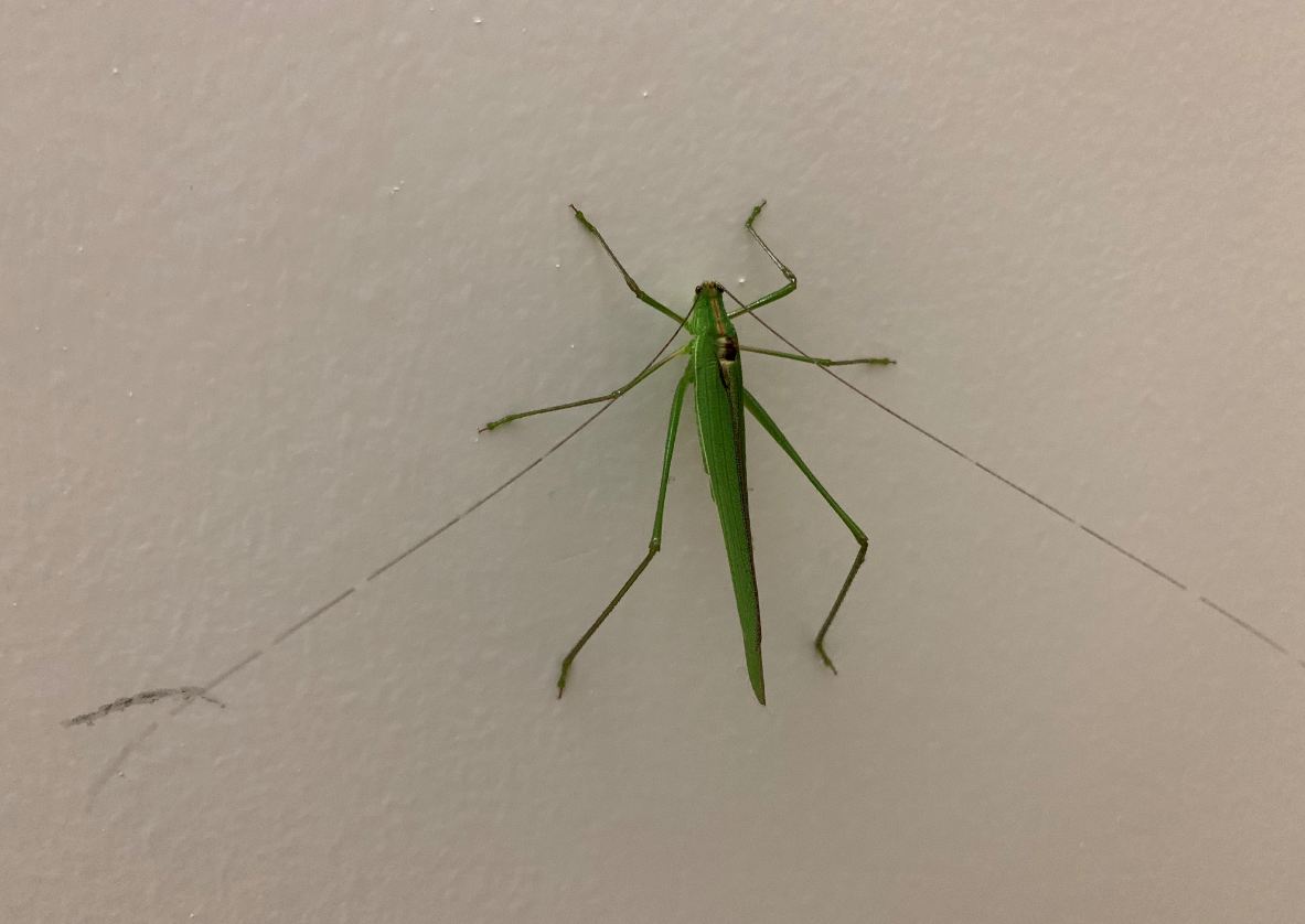 Apple, iPhone XR, first impression, hands-on, price,