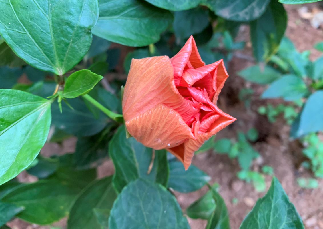 Apple, iPhone XR, first impression, hands-on, price,