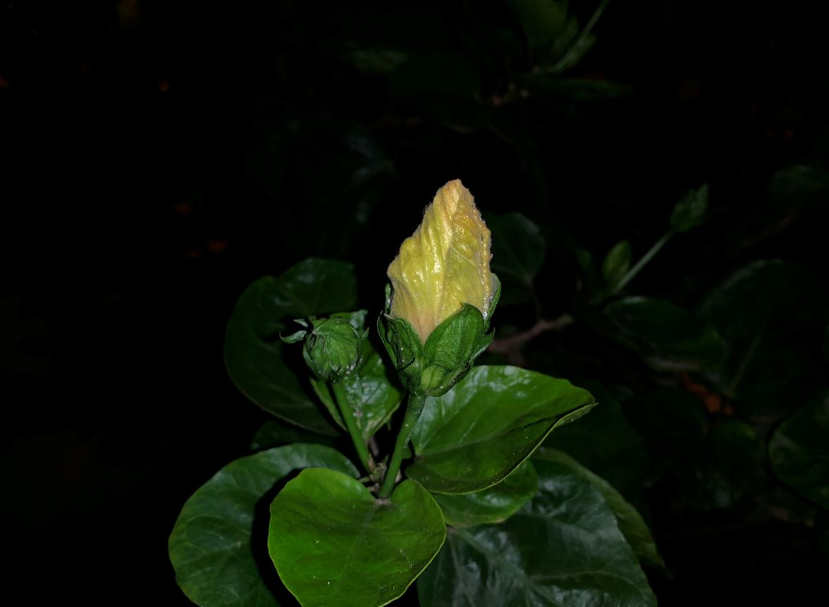 Apple, iPhone XR, first impression, hands-on, price,