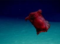 Headless chicken monster