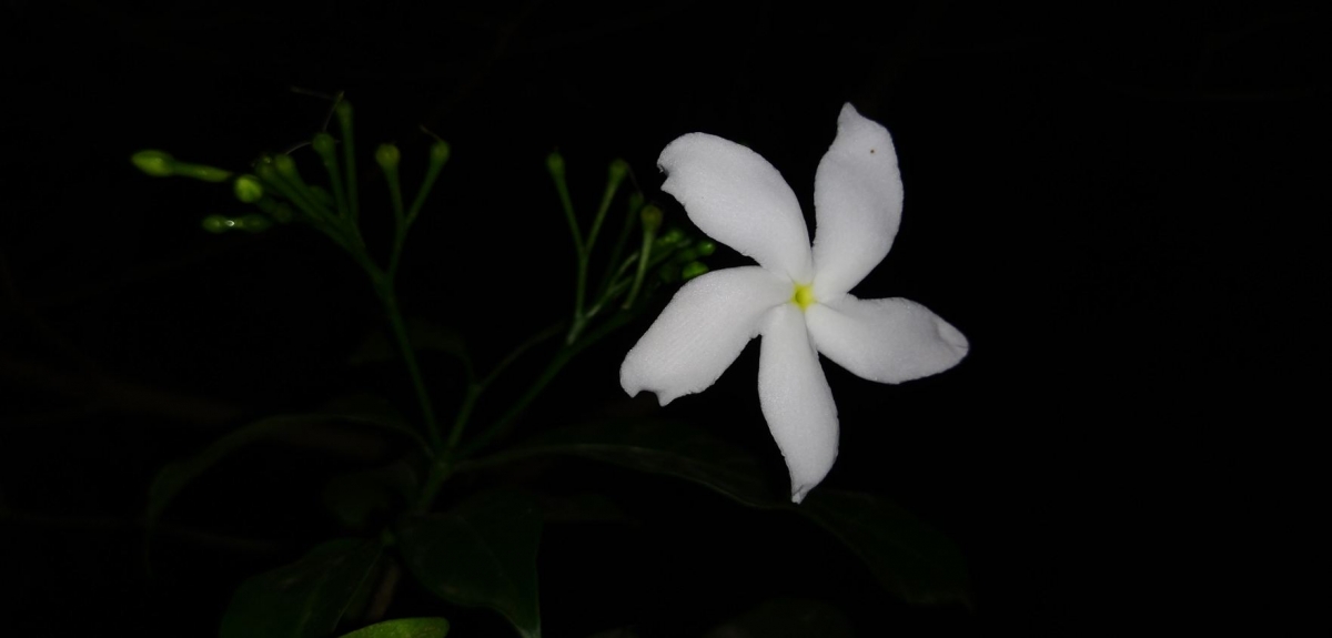 Motorola, Moto One Power, Android One, review,Google, India, launch