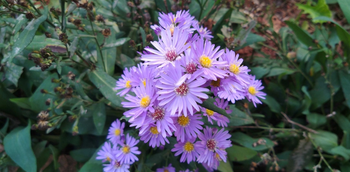 Motorola, Moto One Power, Android One, review,Google, India, launch