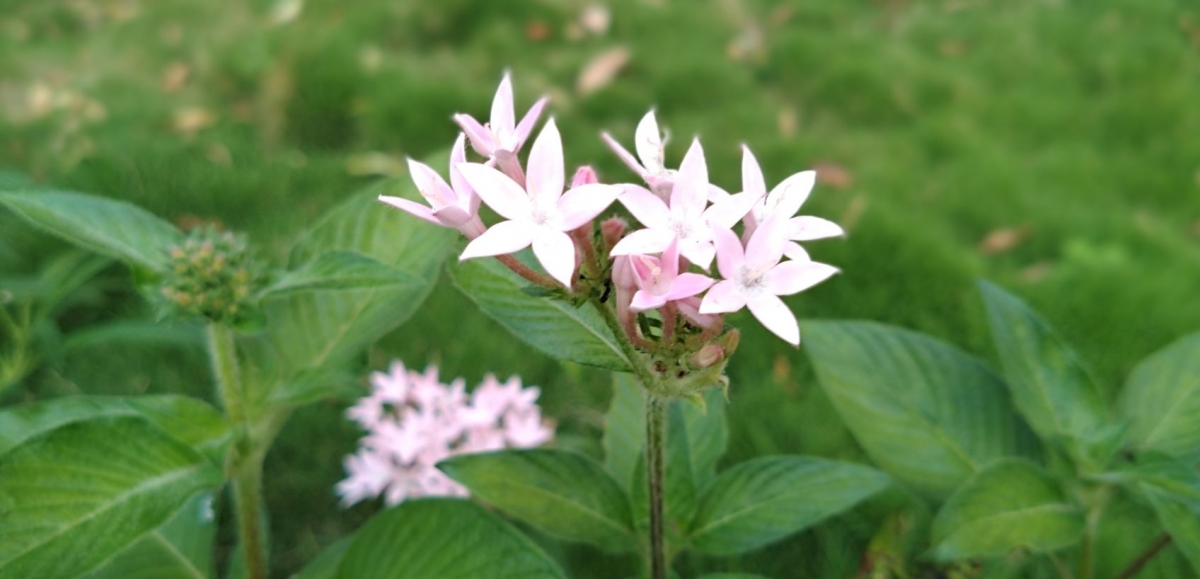 Motorola, Moto One Power, Android One, review,Google, India, launch