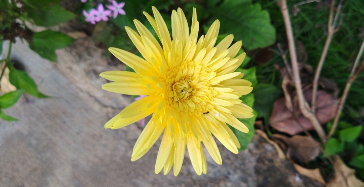 Motorola, Moto One Power, Android One, review,Google, India, launch