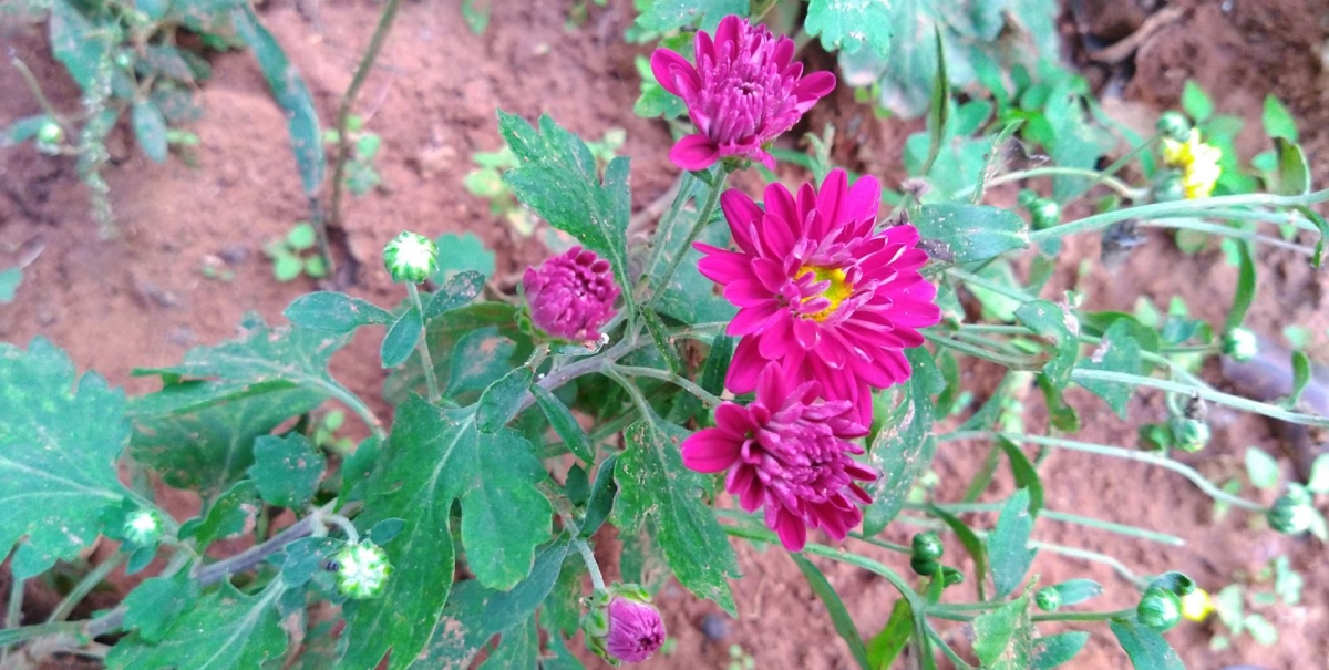 Motorola, Moto One Power, Android One, review,Google, India, launch