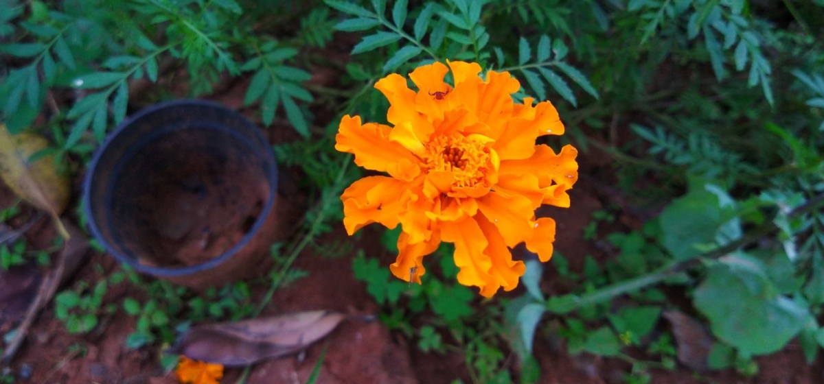 Motorola, Moto One Power, Android One, review,Google, India, launch