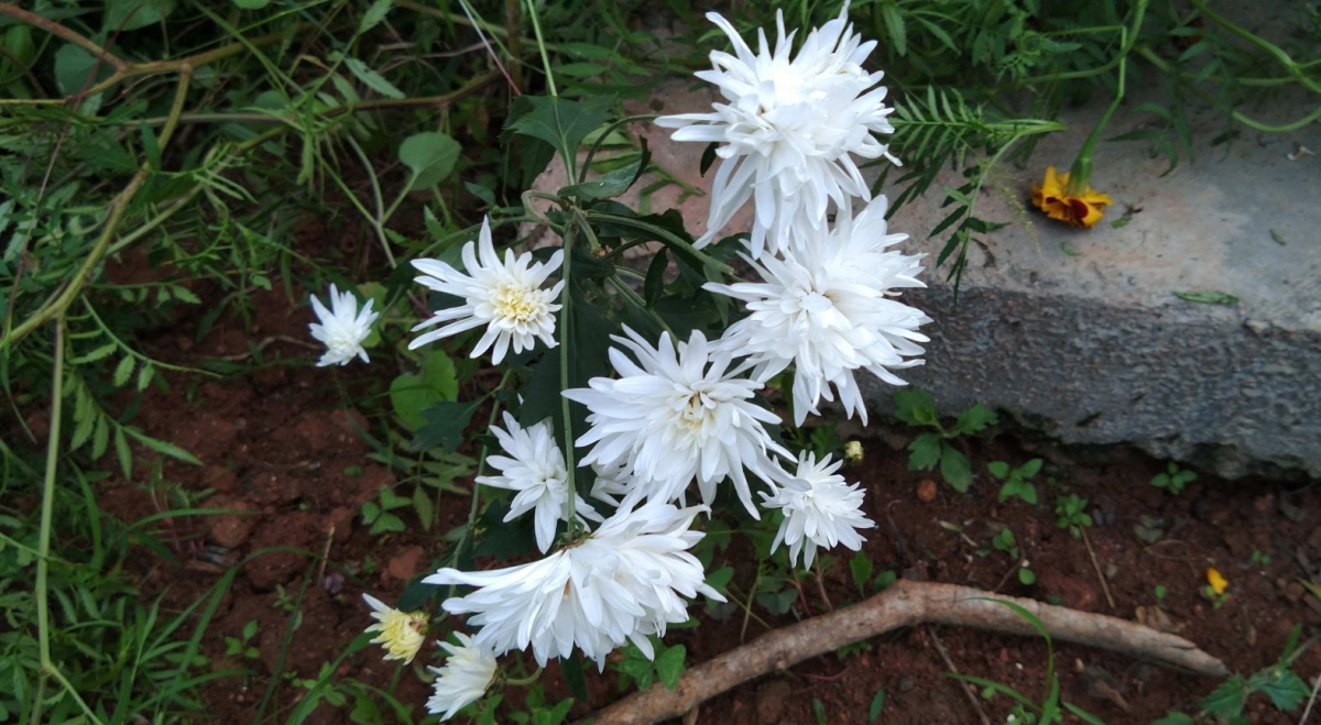 Motorola, Moto One Power, Android One, review,Google, India, launch