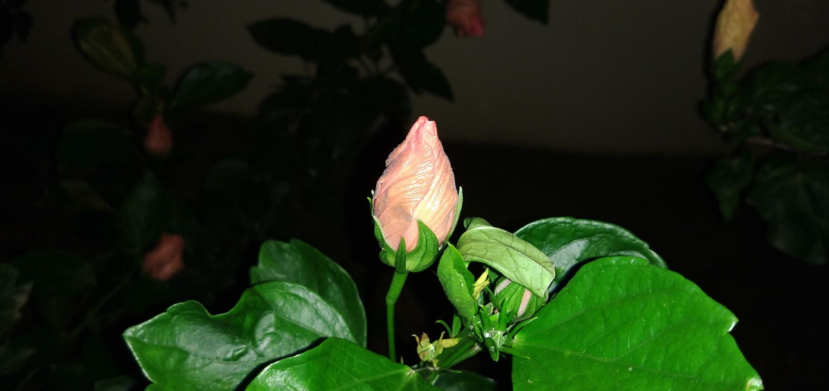 Motorola, Moto One Power, Android One, review,Google, India, launch