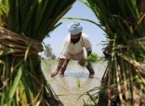 An Indian Sikh farmer plants paddy cutt