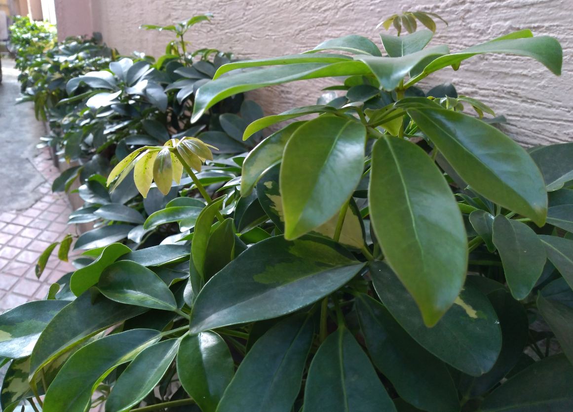 Asus, Zenfone Max M1, review, India, price, launch