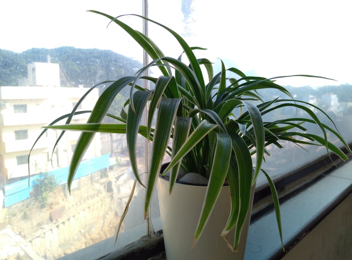 Asus, Zenfone Max M1, review, India, price, launch