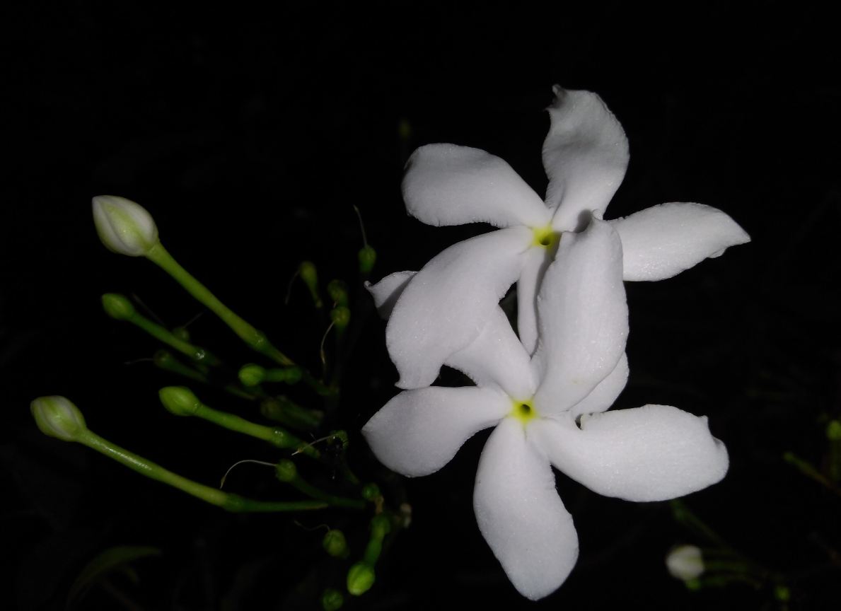 Asus, Zenfone Max M1, review, India, price, launch