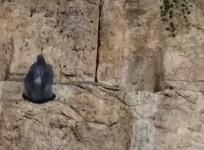 Snake Western Wall