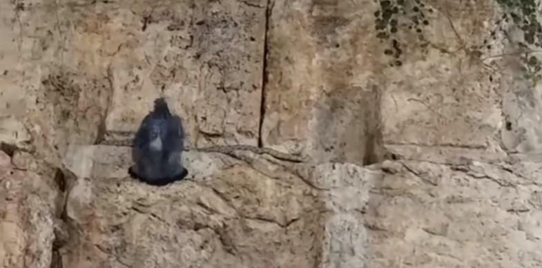 Snake Western Wall