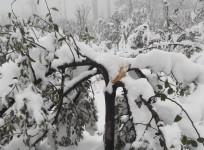 Snowfall
