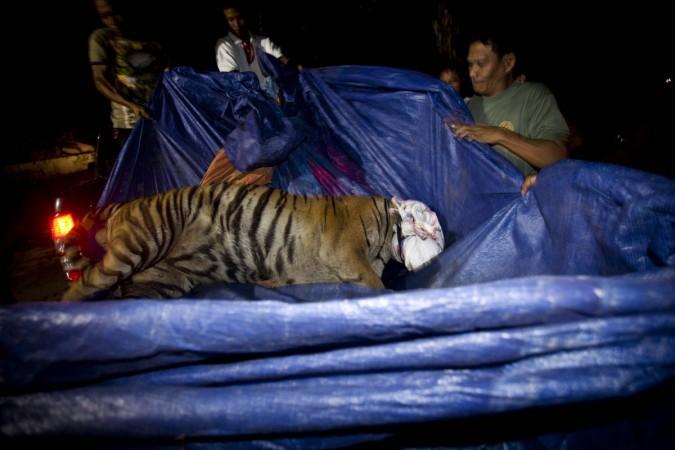 Endangered Sumatran Tiger Dies In After Trapping Endangered Sumatran Tiger Dies In After Trapping
