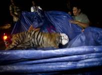 Endangered Sumatran Tiger Dies In After Trapping