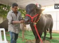 traditional Buffalo festival