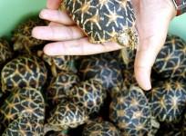 star tortoises