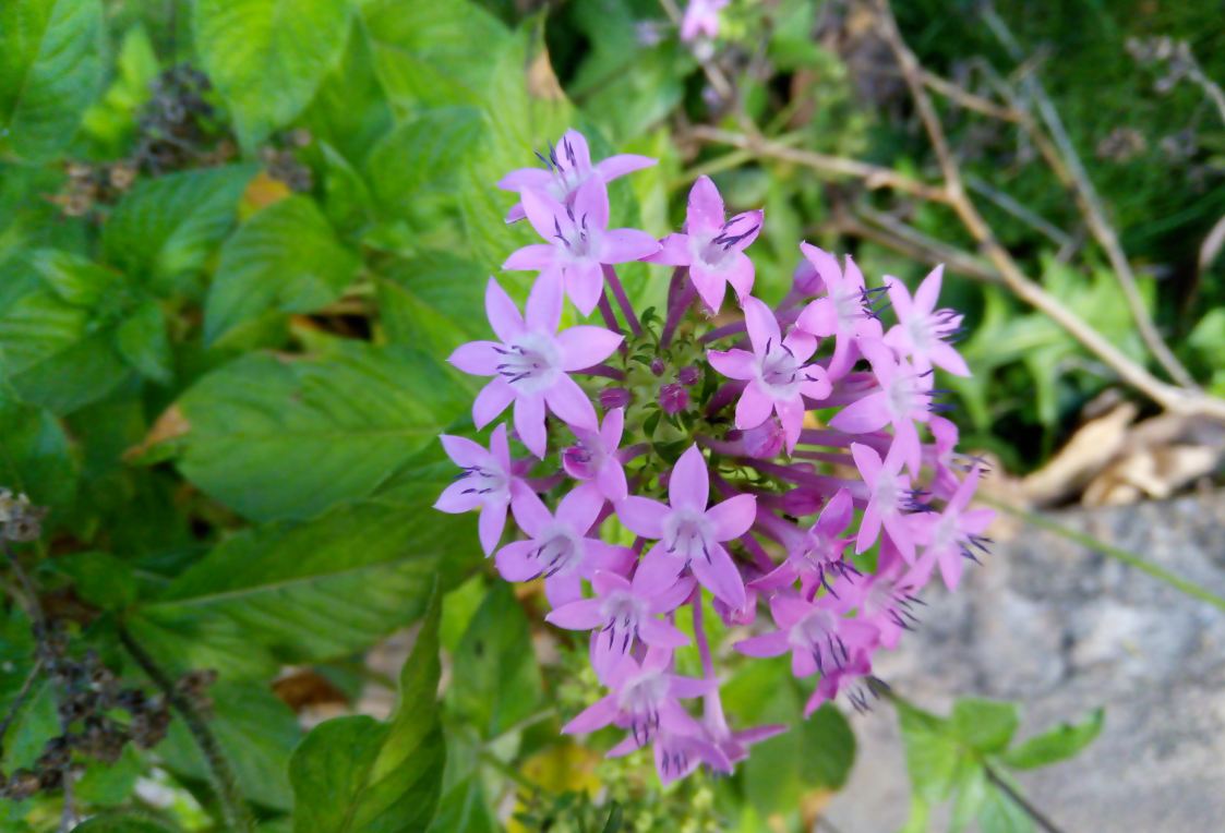 Lenovo A5 primary camera sample taken in the afternoon. Lenovo A5 review, price, specs, camera, performance, battery life