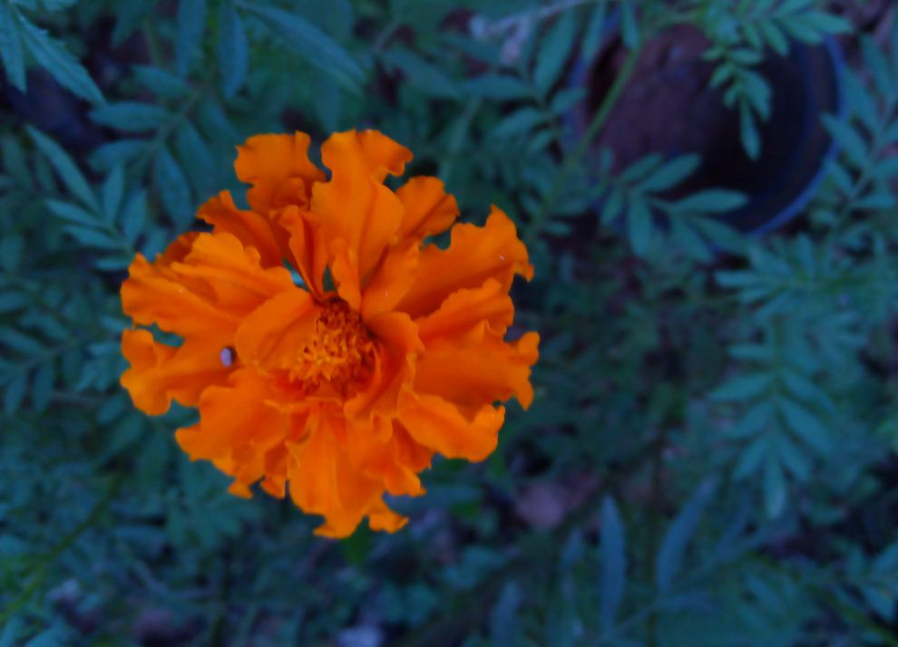 Lenovo A5 primary camera sample taken during the late evening. Lenovo A5 review, price, specs, camera, performance, battery life