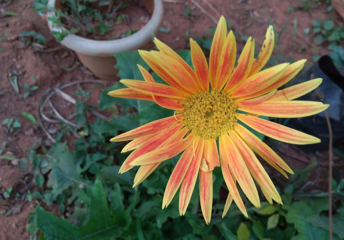 Asus Zenfone Lite L1 primary camera sample taken during the evening. Asus, Zenfone Lite L1, review, price, specs, India