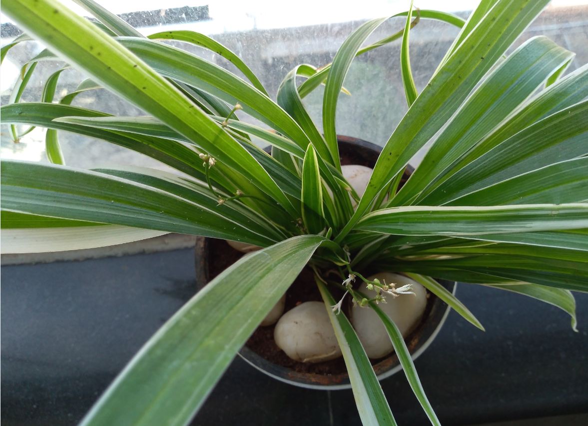 Asus Zenfone Lite L1 primary camera sample taken in the morning. Asus, Zenfone Lite L1, review, price, specs, India