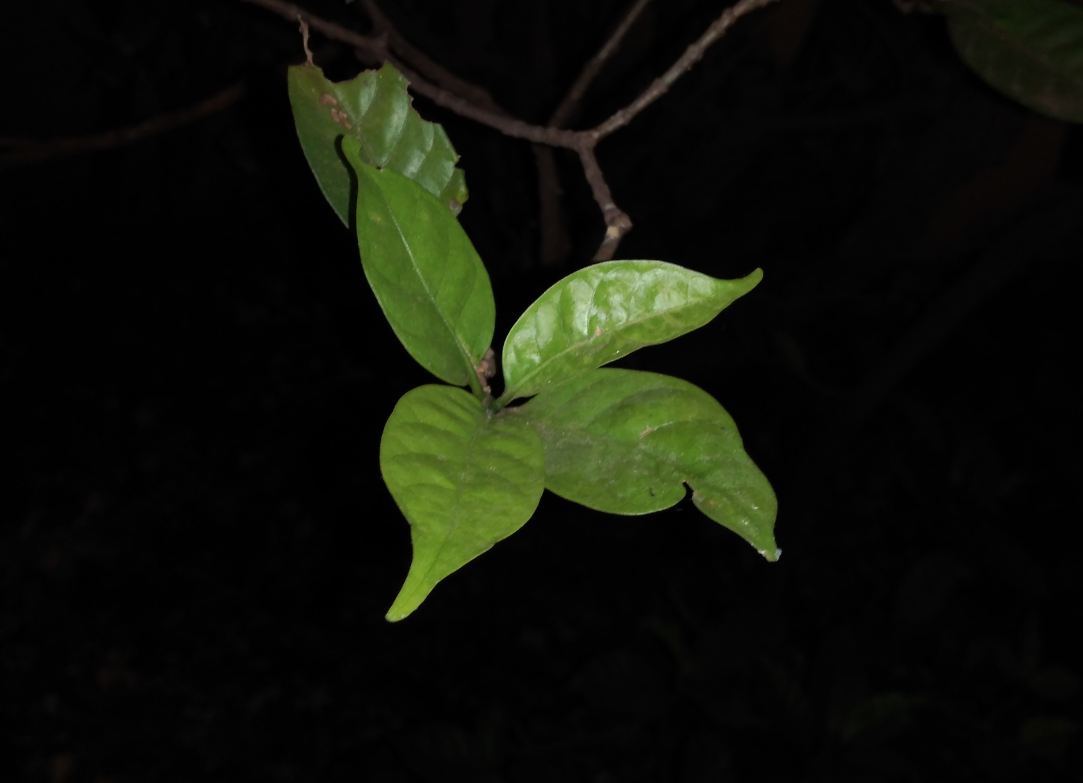 Asus Zenfone Lite L1 primary camera sample taken in the night. Asus, Zenfone Lite L1, review, price, specs, India