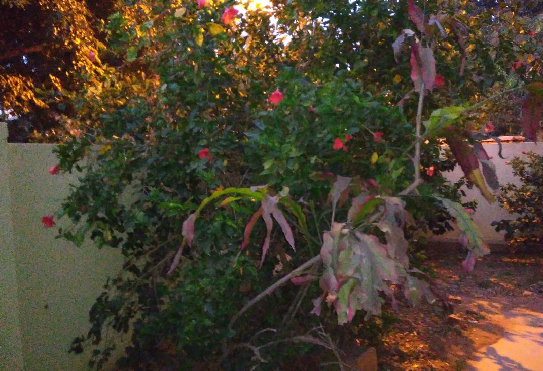 Asus Zenfone Lite L1 primary camera sample taken in the early morning. Asus, Zenfone Lite L1, review, price, specs, India