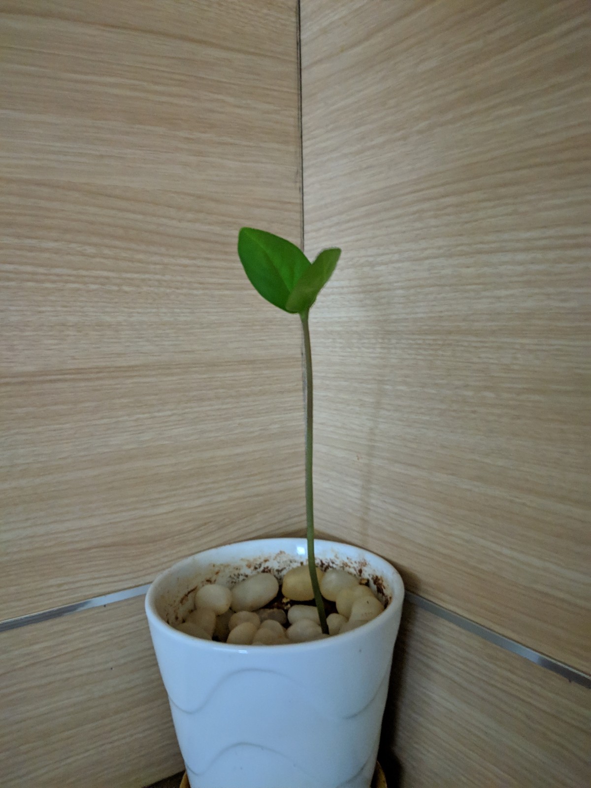 Google's Night Sight camera sample from Pixel 3 XL