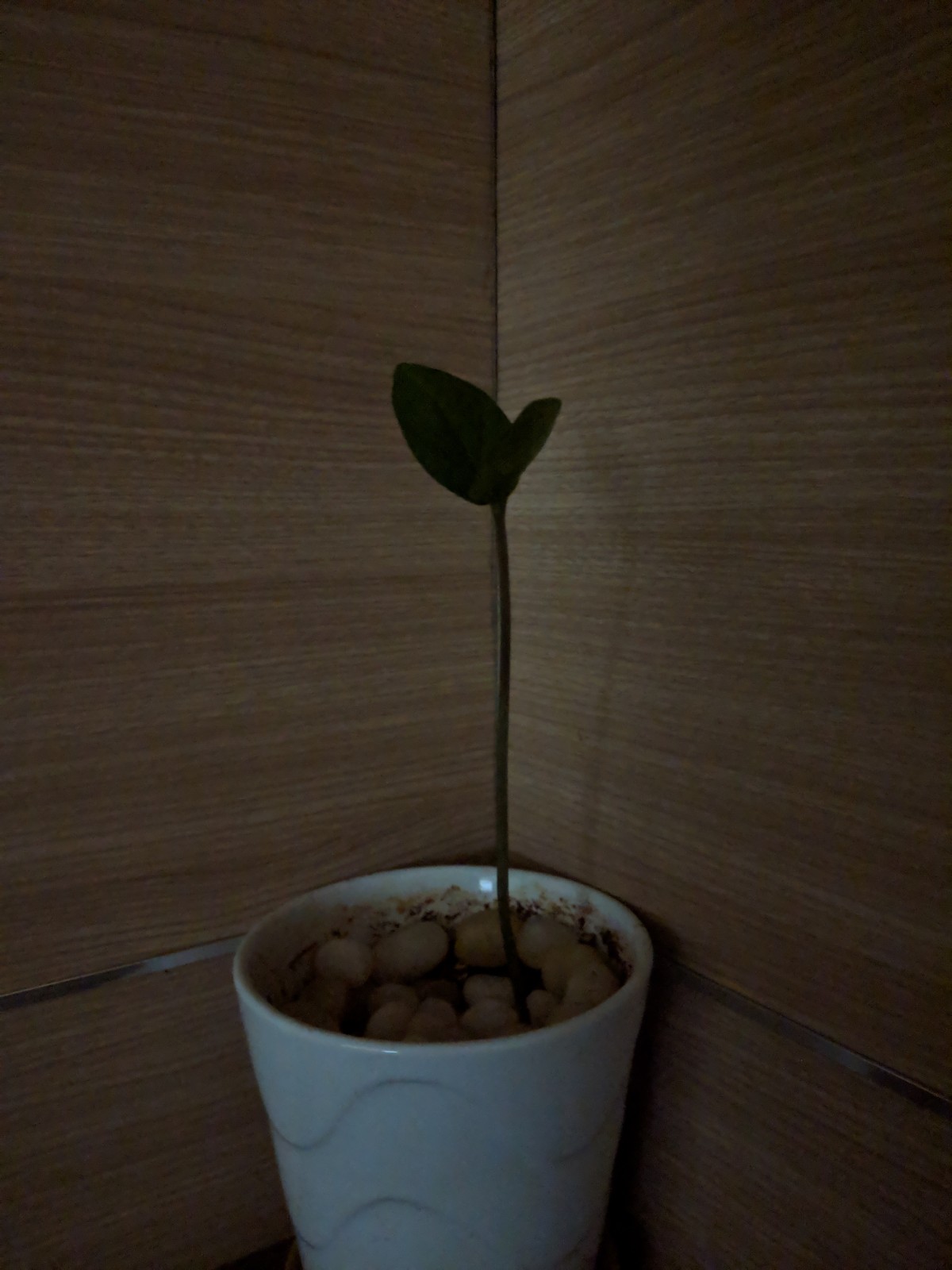 Same shot taken in regular mode