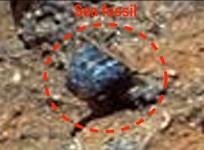 Mars Fossil