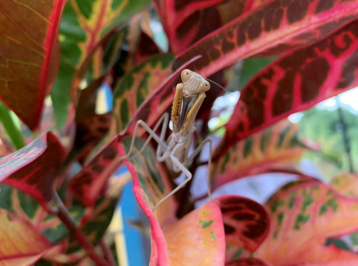 Apple, iPhone XR, review, price, camera, specs, performance, battery life