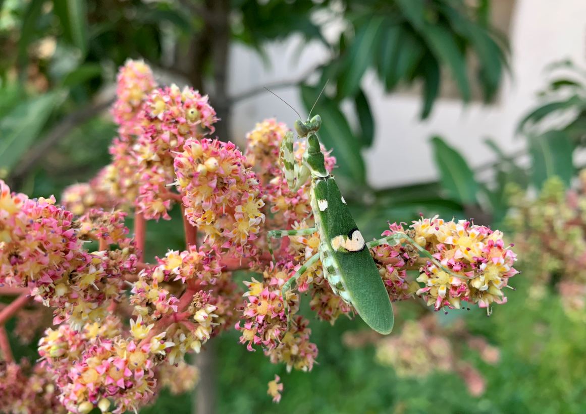 Apple, iPhone XR, review, camera, price, specs, performance, battery life