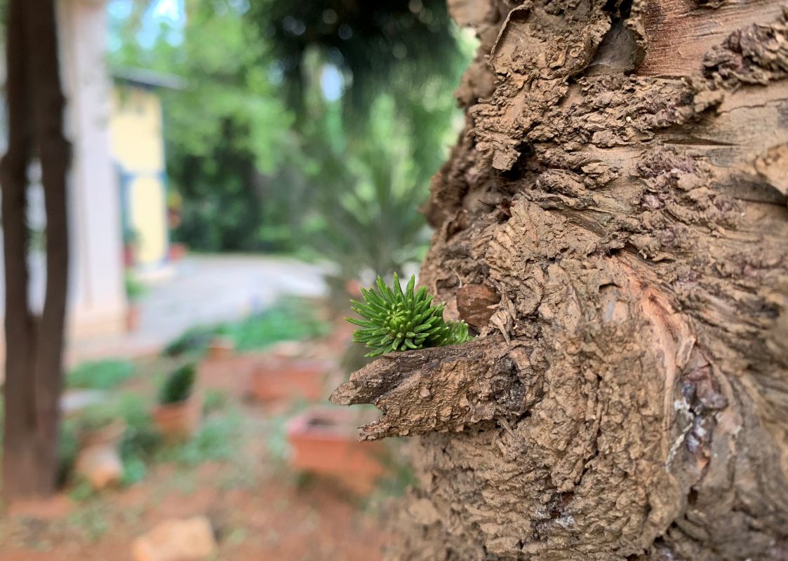 Apple, iPhone XR, review, camera, price, specs, performance, battery life