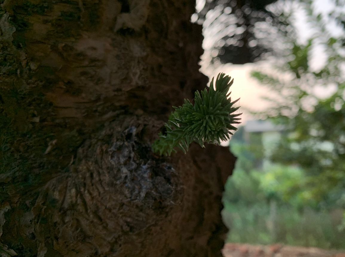 Apple, iPhone XR, review, camera, price, specs, performance, battery life