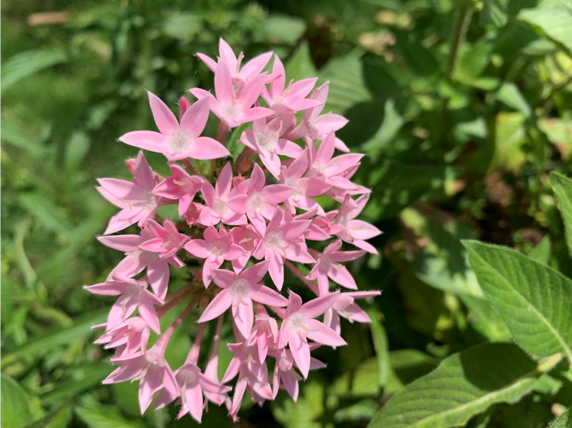 Apple, iPhone XR, review, camera, price, specs, performance, battery life