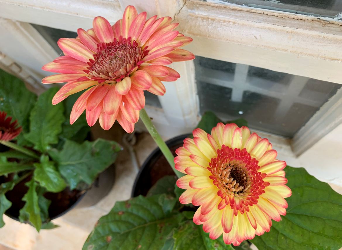 Apple, iPhone XR, review, camera,price, specs, performance, battery life