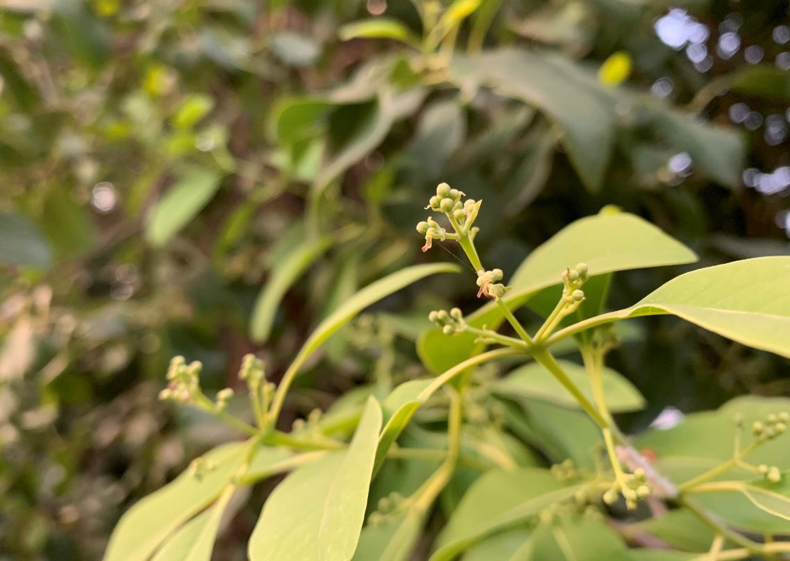 Apple, iPhone XR, review, camera, price, specs, performance, battery life