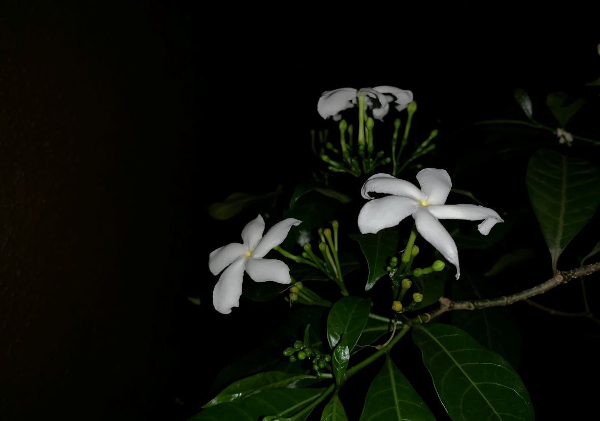 Apple, iPhone XR, review, camera, price, specs, performance, battery life