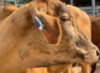 smart, ear tag, cows, CSIRO, Australia