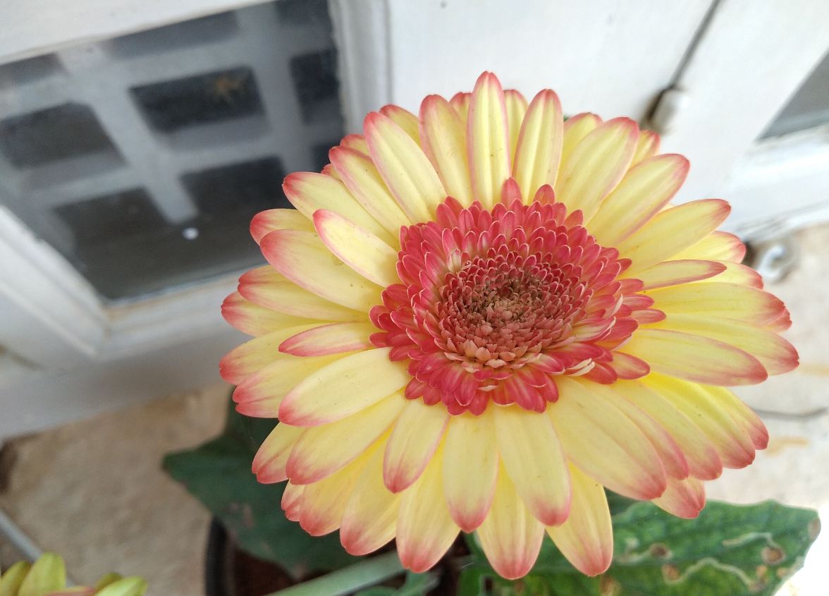 Infinix, Hot S3X, review, India launch, price, specs