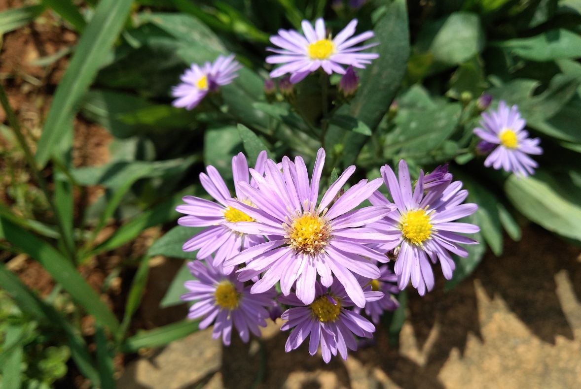 Infinix, Hot S3X, review, India launch, price, specs